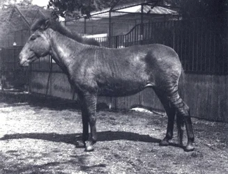 Zebrahorse híbrido no zoológico de Londres, em julho de 1916