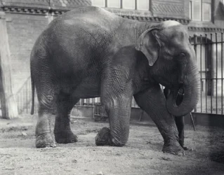Elefante indiano, Assam Lukhi, ajoelhado com guardião no zoológico de Londres, em abril de 1914