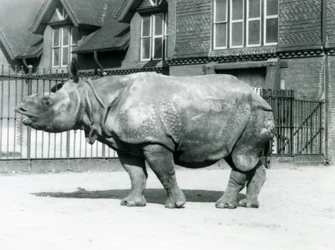 Rinoceronte-indiano Felix em pé no seu paddock no zoológico de Londres, 1927