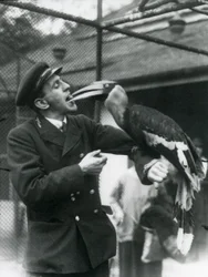 Guardião, T. Raggett alimentando um grande Hornbill indiano com uma fruta em sua boca. Zoológico de Londres 1924