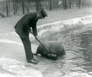 O guardião Arthur Chandler varre a piscina Walrus, o zoológico de Londres, em 1924