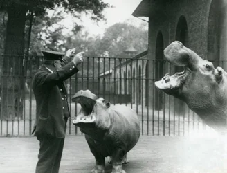 Guardião Ernie Bowman com Hipopótamos Bobbie e Joan no Zoológico de Londres, julho de 1923 (foto bw)