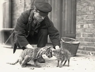 Keeper, H. Warwick, com um filhote de tigre e um queixada, tirada no ZSL London Zoo, em maio de 1914