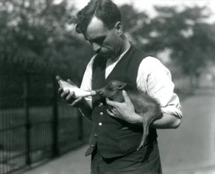 Garrafa de Keeper Warwick Harry alimenta um bebê Warthog no zoológico de Londres, em agosto de 1922