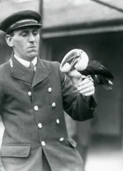 Keeper, Thomas Raggett, segurando um tucano-de-bico-vermelho com um ovo na boca no zoológico de Londres em 1924