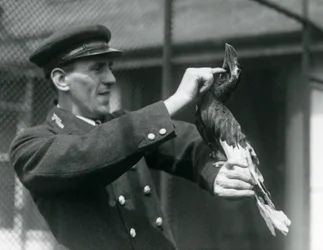 Keeper, Thomas Raggett, acariciando um grande índio Hornbill sob sua conta no zoológico de Londres, 1924