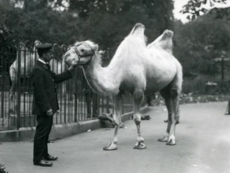 Keeper W. Styles com um camelo bactriano no zoológico de Londres, julho de 1914