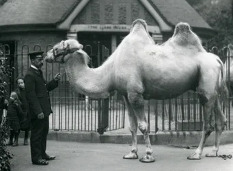 Keeper W. Styles, com um camelo bactriano, do lado de fora da Casa de Lhama no Zoológico de Londres, em julho de 1914