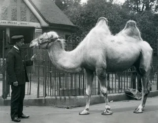 Keeper W. Styles, com um camelo bactriano, do lado de fora da Casa de Lhama no Zoológico de Londres, em julho de 1914