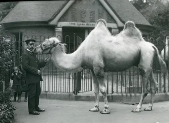 Keeper W. Styles, com um camelo bactriano, do lado de fora da Casa de Lhama no Zoológico de Londres, em julho de 1914