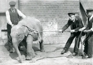 Guardiões A. Church, Charles Eyles e H. Robertson tentando levar um bebê elefante asiático em uma corda, o zoológico de Londres, em setembro de 1919