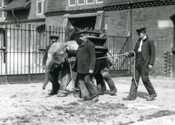 Os detentores Jack Milbourne, H Robertson e Thomas treinam um jovem elefante asiático, o zoológico de Londres, em maio de 1922 (foto bw)