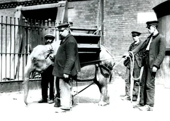 Os detentores Jack Milbourne, H Robertson e Thomas treinam um jovem elefante asiático, o zoológico de Londres, em maio de 1922 (foto bw)