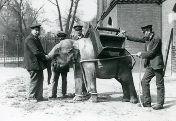Os detentores Jack Milbourne, H Robertson e Thomas treinam um jovem elefante asiático, o zoológico de Londres, em maio de 1922 (foto bw)