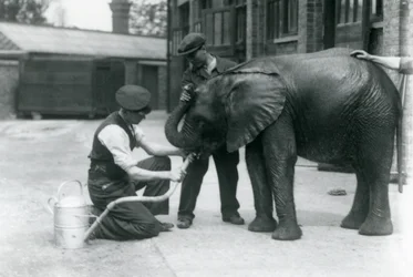 Guardiões ajudam o jovem elefante africano Kiberenge a beber de uma mangueira que foi anexada a um regador, o zoológico de Londres, em julho de 1924
