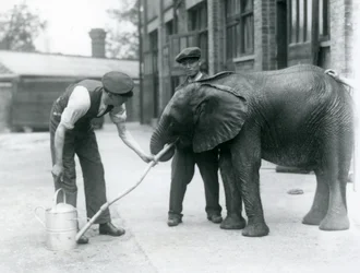 Guardiões ajudam o jovem elefante africano Kiberenge a beber de uma mangueira que foi presa a um regador, o zoológico de Londres, em julho de 1924