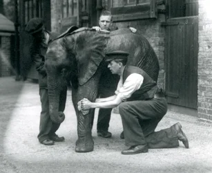 Guardiões que cobrem a pele do jovem elefante africano Kiberenge, zoológico de Londres, julho de 1924