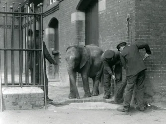 Guardiões com o jovem elefante africano macho Kiberenge, zoológico de Londres, 1924