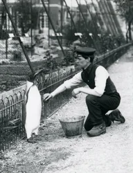 Rei Pinguim, sendo dado uma lavagem, pelo goleiro Harry Munro, com uma esponja no zoológico de Londres maio de 1914. Munro foi morto na Primeira Guerra Mundial, tendo servido no exército, em dirigíveis e em tapetes anti-submarino