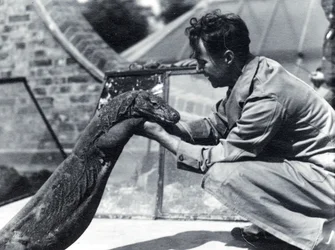 Dragão de Komodo Sumbawa com o guardião H. Alec Budd, 1928