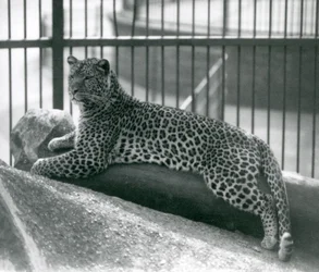 Leopard Rex deitado em um log em seu recinto no zoológico de Londres em julho de 1925