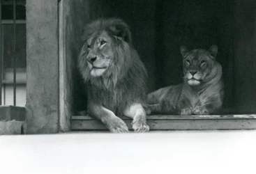 Leão e Leoa Kuja e Caroline no ZSL London Zoo, julho de 1924