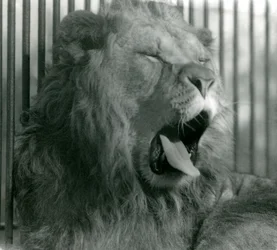 Leão macho, Abdullah, boceja em seu recinto no zoológico de Londres em 1925