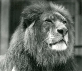 Leão macho Kuja no zoológico de Londres em agosto de 1924