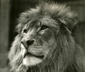 Leão macho Kuja no zoológico de Londres em agosto de 1924