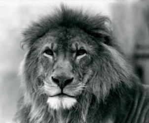 Leão Kuja no Jardim Zoológico de Londres em janeiro de 1925 (foto a p/b)