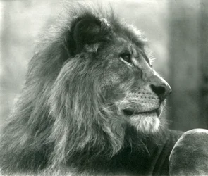 Leão macho Kuja no Zoológico de Londres em janeiro de 1925