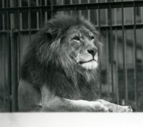 Leão macho Kuja deitado em seu recinto no zoológico de Londres em janeiro de 1925
