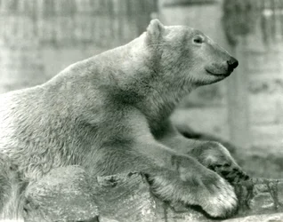 Urso polar, sam, descansar, pedras, ligado, a, Mappin, terraços, londres, jardim zoológico, antes de, 1930