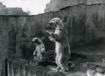 Os ursos polares "Sam" e "Barbara" estão de pé em suas patas traseiras, olhando para fora do recinto do zoológico de Londres, em março de 1921