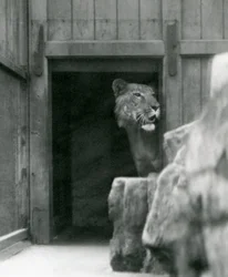 Ranji um macho Tigon, Zoológico de Londres, julho de 1924