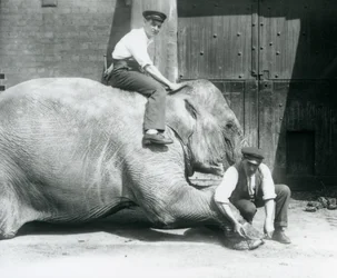 Sundermalah tendo o pé da frente aparado por um guarda, com um arquivo, enquanto outro fica de costas, no zoológico de Londres, em agosto de 1926