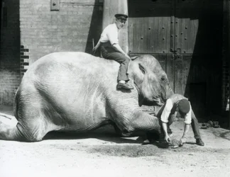 Sundermalah tendo o pé da frente aparado por um guarda, com um arquivo, enquanto outro fica de costas, no zoológico de Londres, em 1926