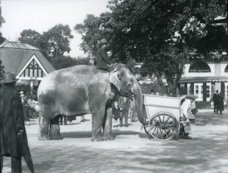 Syed Ali montando Indiarani atrás de um carrinho de mão, London Zoo, outubro de 1925