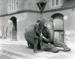 Syed Ali, treinando Indiarani em frente à Elephant House, London Zoo, em agosto de 1923 (foto bw)