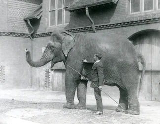Syed Ali, treinando Indiarani em frente à Elephant House, London Zoo, em agosto de 1923 (foto bw)