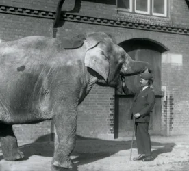 Syed Ali treinando Indiarani em frente à Elephant House, Zoológico de Londres, outubro de 1925