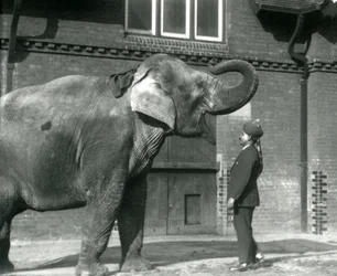 Syed Ali treinando Indiarani em frente à Elephant House, Zoológico de Londres, outubro de 1925