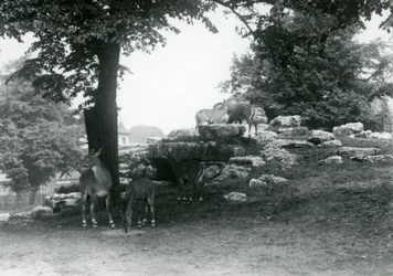 O Paddock ElandAntelope no Zoológico de Londres em 1924