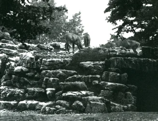 O Paddock ElandAntelope no Zoológico de Londres em junho de 1924