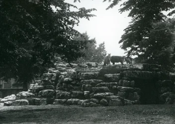 O Paddock ElandAntelope no Zoológico de Londres em junho de 1924
