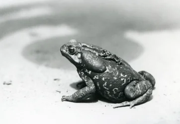 O maior e menor sapo do menagerie em agosto de 1928 (foto a p/b)