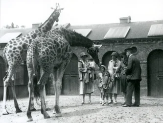 Três senhoras com três filhos pequenos visitam a girafa no seu paddock ouside da Giraffe House, London Zoo, em julho de 1926