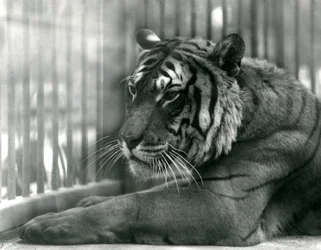 Tiger Sam no zoológico de Londres, 1925