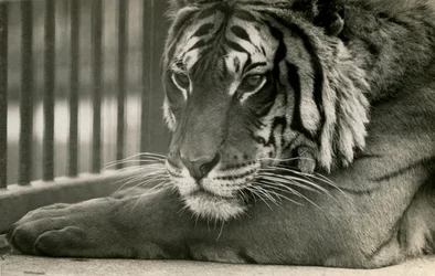 Tiger Sam no zoológico de Londres, 1925
