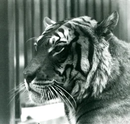 Tiger Sam no zoológico de Londres em 1925